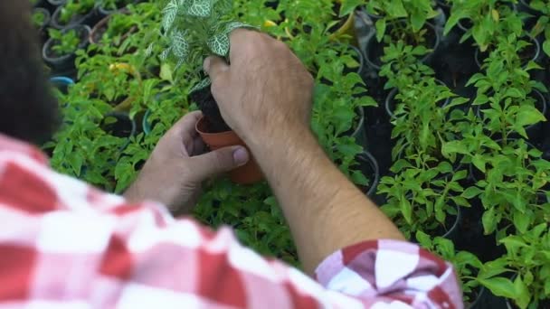 Man putting green plant in pot προετοιμασία της παραγωγής προς πώληση, κηπουρική επιχείρηση — Αρχείο Βίντεο