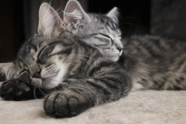 Dos sibs iluminaron pequeños gatos (gatitos) durmiendo juntos en el suelo de felpa con fondo oscuro. Gatos negros grises y desnudos (gatito) que duermen sobre lana. Amistad y gatos. Gatos soñando . —  Fotos de Stock