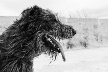 Kış saati profilinde İrlandalı wolfhound köpekten siyah beyaz portre.