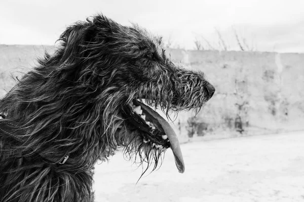 Kış saati profilinde İrlandalı wolfhound köpekten siyah beyaz portre.