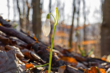 Close up of single (one) and snowdrop in springtime with sunglight in forest. Beutiful snowdrop at sunset and white sloping head.