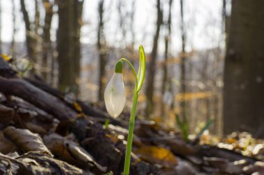Close up of single (one) and snowdrop in springtime with sunglight in forest. Beutiful snowdrop at sunset and white sloping head.