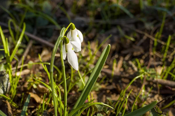 Primer Plano Las Gotas Nieve Primavera Con Luz Solar Bosque — Foto de Stock