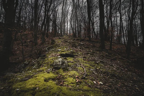 Image of dark and deep forest without leave and sunlight in the middle. Misty Forest at evening.