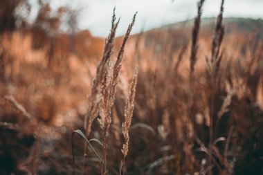 Low angle view of dry orange grass blades in the forest in fall (autumn). View throug the blades of grass on the meadow with hill on background. Close up photo of long dry grass.