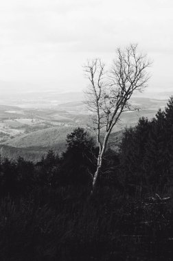 Vertical minimalist black and white photo of old - dry and lonely tree in fall with hills on background. Single and curved tree on meadow in forest with misty and foggy sky - monochrome shot.