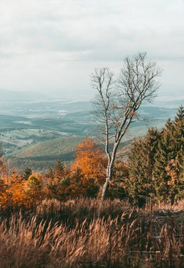 Autumn landscape scene- colorful trees with beautiful hills and mountains on background.  Foggy and misty view of fall scene with old and damaged tree in the middle of vertical photo. Colorful Valley.