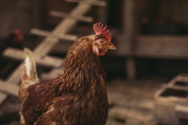 Ritratto ravvicinato di gallina (hampshire) in allevamento all'aperto (allevamenti all'aperto). Gallina bruna in posa per la fotocamera in casa di riproduzione. gallina illuminata e isolata che riposa nel pollaio . — Foto Stock