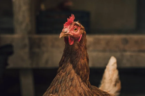 Primer retrato de gallina (hampshire) en cría libre (campo libre). Gallina marrón posando a cámara en criadero. gallina iluminada y aislada descansando en el gallinero . —  Fotos de Stock