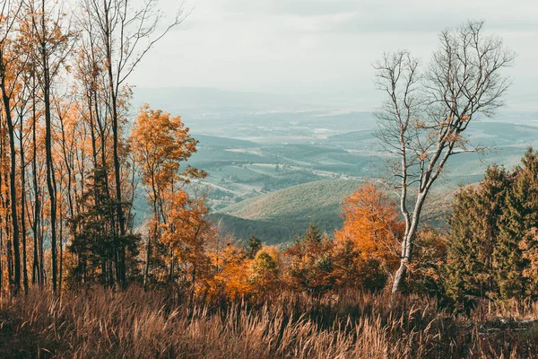Photo of autumn landscape scene- colorful trees with beautiful hills and mountains on background.  Foggy and misty view of fall scene with old and damaged tree in the middle of photo. Colorful Valley.