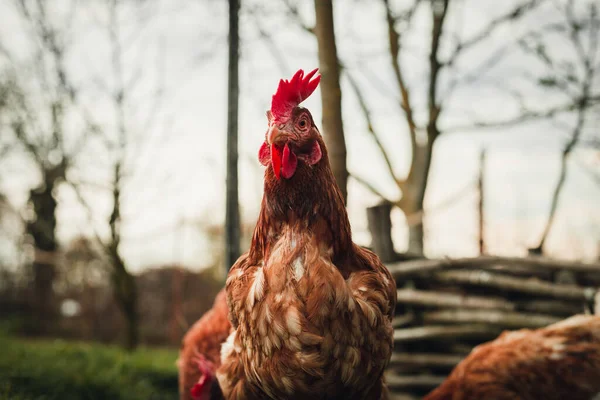 Allevamento All Aperto Ritratto Gallina Single Illuminata Gallina Del New — Foto Stock