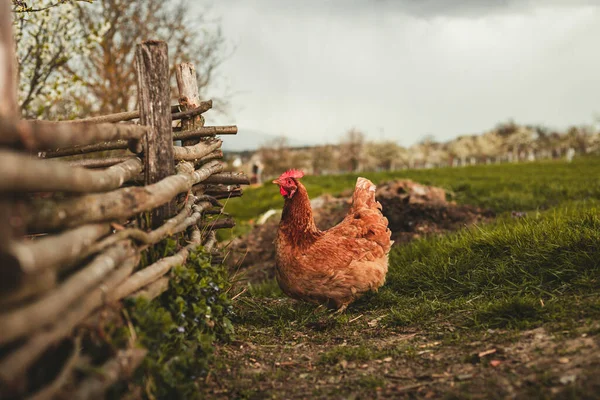 Allevamento All Aperto Ritratto Gallina Illuminata Gallina Del Nuovo Hampshire — Foto Stock