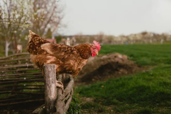 Serbest üreme - Çiftlikteki ahşap çitin üzerinde oturan aydınlanmış tavuk portresi (Yeni Hampshire tavuğu). Arka planda bulutlu karanlık gökyüzü olan yeşil çimenlerin üzerinde tavuk.