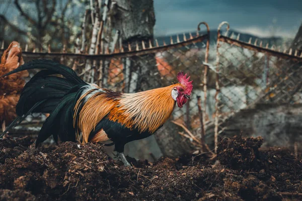 Gallo Fénix Dorado Gallina Está Alimentando Picoteando Compost Granja Polla Imagen De Stock