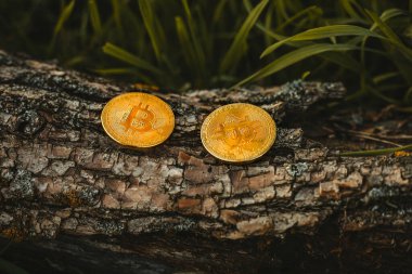 Ormanın ahşap zemininde iki altın ve parlayan bitcoin (kripto para birimi) bulunur. Doğada BTC sikkeleri.