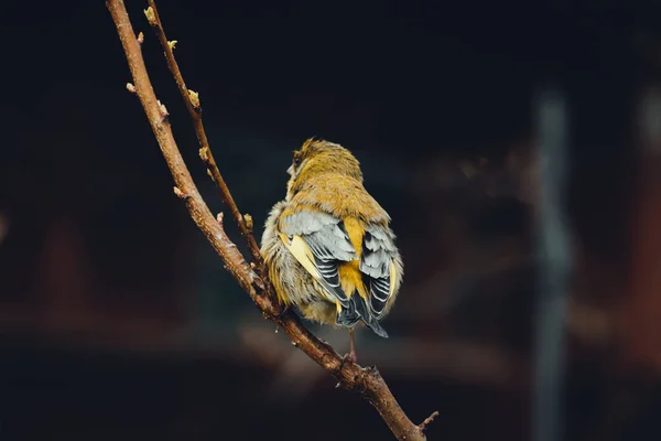 Крупный План Yellowhammer Emberiza Citrinella Находится Ветке Фото Темно Черным — стоковое фото