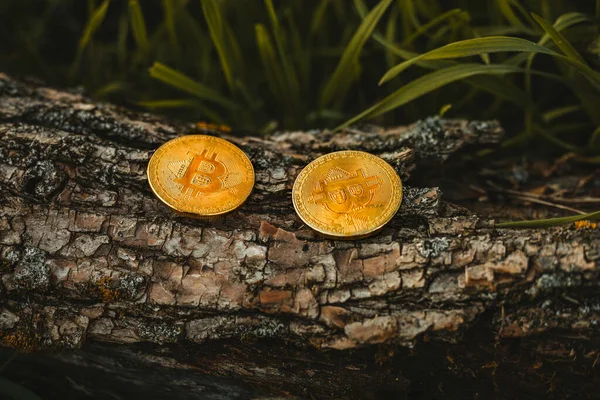 Två Guld Och Blanka Mynt Bitcoin Cryptocurrency Trä Bakgrund Skogen Royaltyfria Stockbilder