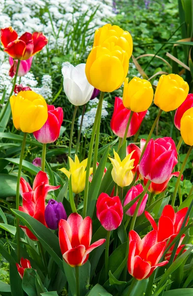 Colorful Tulips in a Garden — Stock Photo, Image