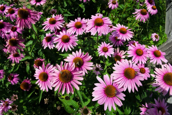 Echinacea blossom with bee collecting nectare — Stock Photo, Image