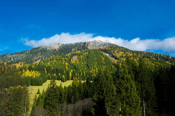 オーストリアの紅葉の森と雪に覆われた山 — ストック写真