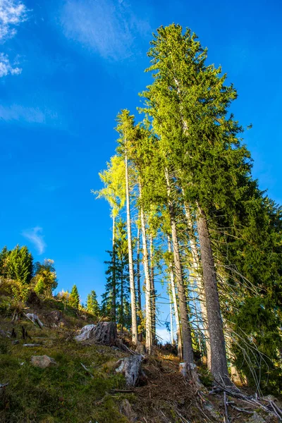 Barrträd Skogen — Stockfoto