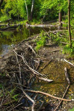 Kunduz Barajı Tuna sulak Milli Parkı'nda Avusturya