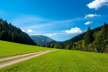 Terk edilmiş çakıl yolda orman kaplı Valley Avusturya