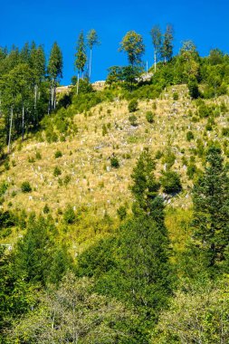 Ormansızlaşma Dağı'nda ağaçlandırma ile