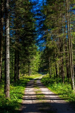 Çakıl yol Avusturya güneşli ormanı