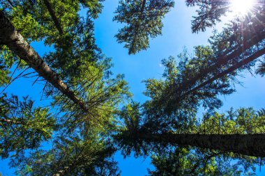 Kozalaklı orman yüksek ağaç kron