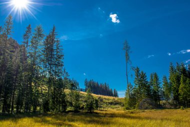Bataklık orman Avusturya ile