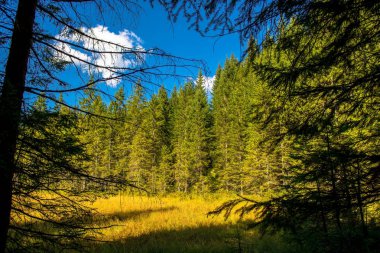 Bataklık orman Avusturya ile