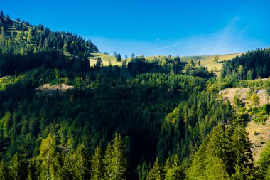 Alp yatay, dağlar ve ormanlar Avusturya