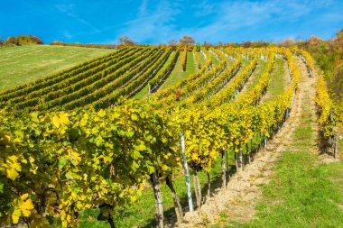 Sonbahar Hill'de bağında