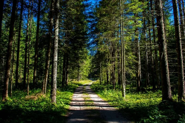 オーストリアの太陽に照らされた森の中の砂利道 — ストック写真