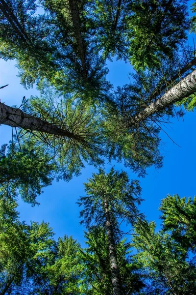 Hoge Boom Kronen Van Conifer Forest — Stockfoto