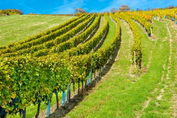 Wijngaard Een Heuvel Herfst — Stockfoto