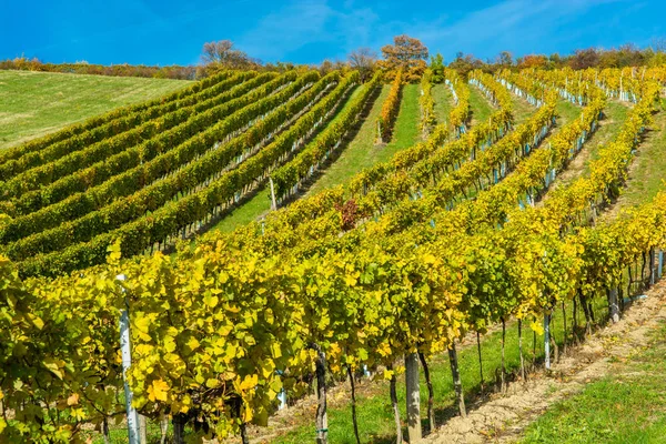 Wijngaard Een Heuvel Herfst — Stockfoto