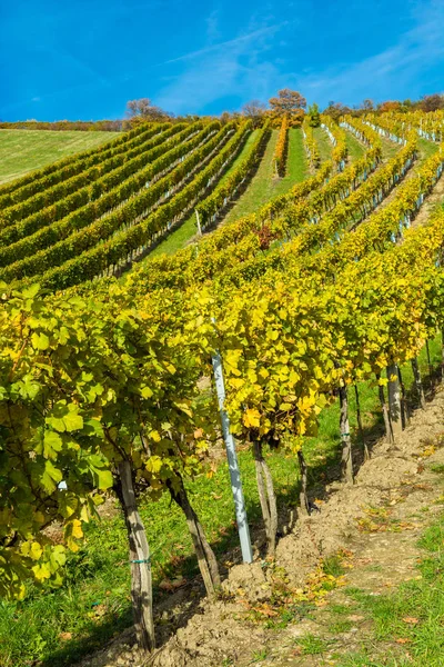 Wijngaard Een Heuvel Herfst — Stockfoto