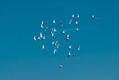 Flock üzerinde gökyüzü uçan güvercin