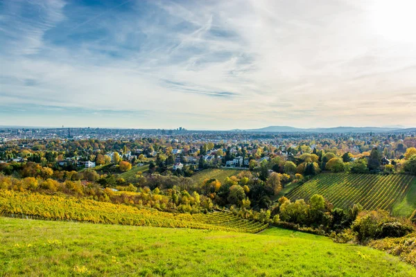 Виноградник Восени Перед Skyline Відень Австрії — стокове фото