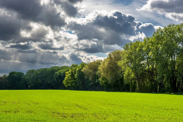 阳光明媚的草地和森林与雷云 — 图库照片