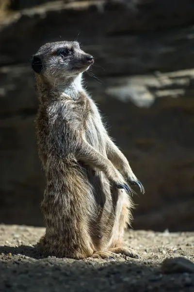 Meerkat Standing Guard — Stock Photo, Image