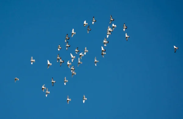 Flock Pigeons Flying Sky — Stock Photo, Image