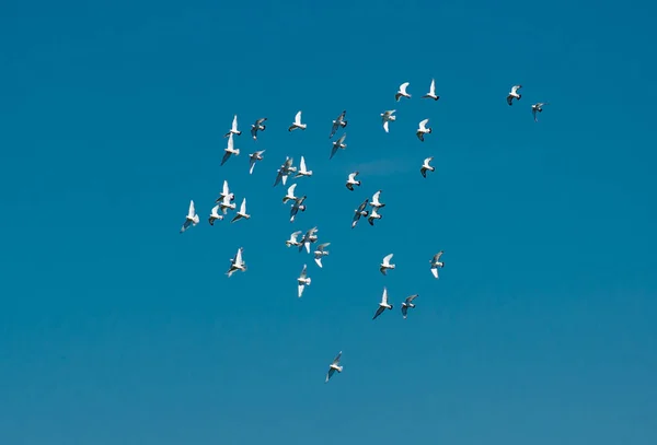 Flock Pigeons Flying Sky — Stock Photo, Image