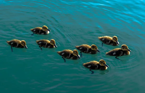 Gruppe Von Entenküken Schwimmt Wasser — Stockfoto