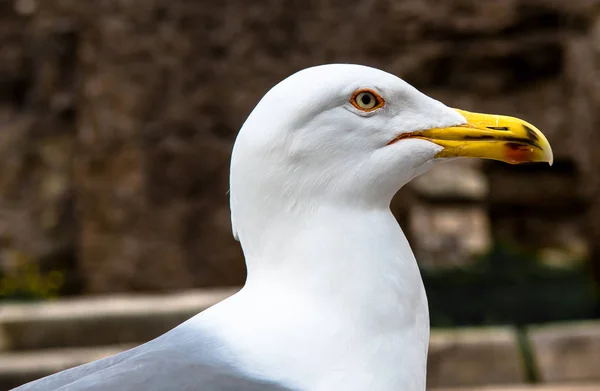 Portrait Seagull White Plumage — Stock Photo, Image