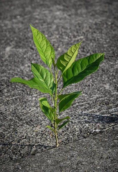 Small tree grows through narrow gap in concrete