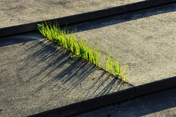 Dar Aralık içinde beton merdiven ile taze yeşil çimler uzuyor