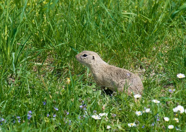 Cute Ground Squirrel Fresh Flower Meadow — Stock Photo, Image